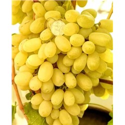 Саженцы Виноград Лора, арт.: 20257