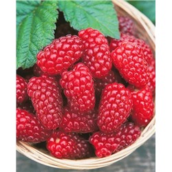 Саженцы Саженцы Малина Новость Миколайчика, арт.: 194