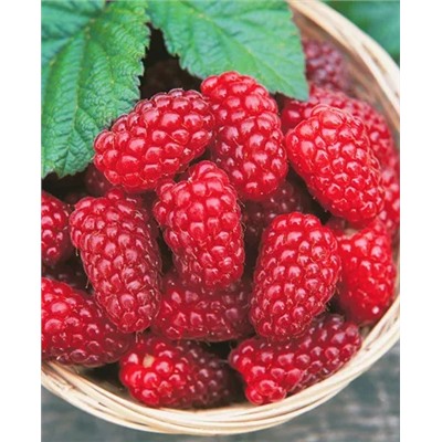 Саженцы Саженцы Малина Новость Миколайчика, арт.: 194