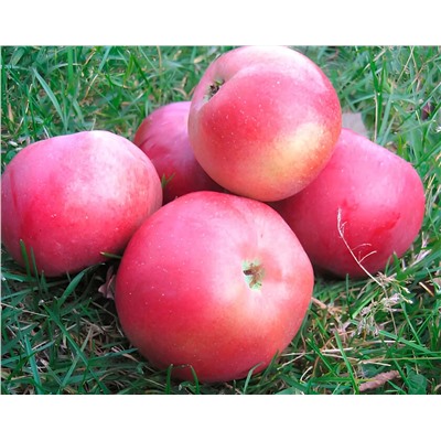 Яблоня Белорусское сладкое, арт.: 75106