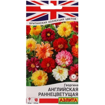 Георгина Английская Раннецветущая