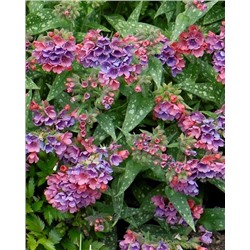 Саженцы Медуница Расберри Сплэш, арт.: 74728