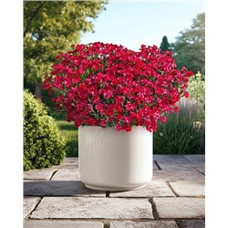 Саженцы Гвоздика Мерси Флери, арт.: 74589