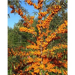 Саженцы Облепиха Злата, арт.: 74574