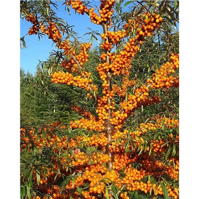 Саженцы Облепиха Злата, арт.: 74574