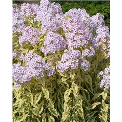 Саженцы Флокс метельчатый Нора Лей, арт.: 74688