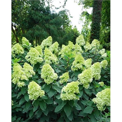 Саженцы Гортензия метельчатая Лаймлайт, арт.: 69725