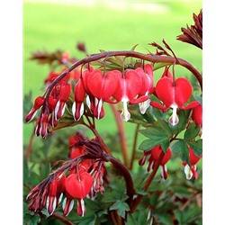 Саженцы Дицентра великолепная Валентин, арт.: 74718