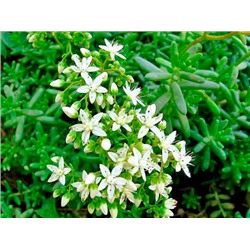Очиток (седум) белый Lime Pearl "Лайм Перл" Р9