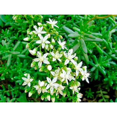 Очиток (седум) белый Lime Pearl "Лайм Перл" Р9