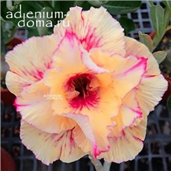 Adenium Obesum Double Flower NEW-72