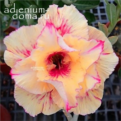 Adenium Obesum Double Flower NEW-72