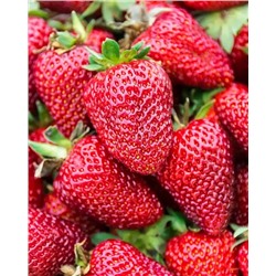 Саженцы Клубника (Земляника) садовая Брилла, арт.: 74529