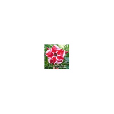Adenium Obesum Double Flower NEW-277