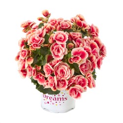 Набор бегоний элатиор №3