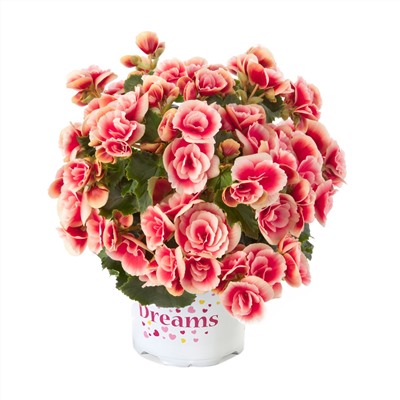 Набор бегоний элатиор №3