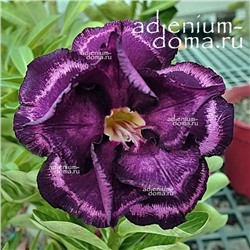 Adenium Obesum Double Flower NEW-154