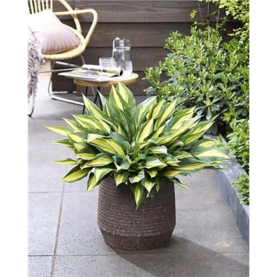 Корень Хоста Голден спеар, арт.: 74709