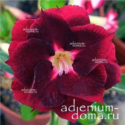 Adenium Obesum Double Flower NEW-135