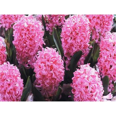 Гиацинт Pink Pearl "Пинк Перл" 3шт