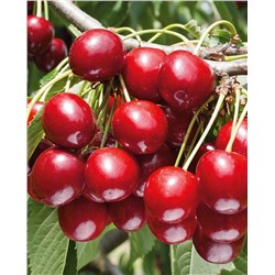 Черевишня (дюк) Живица, арт.: 996