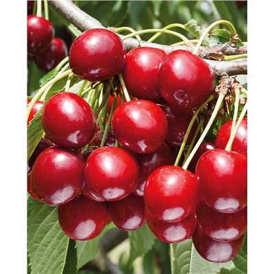 Черевишня (дюк) Живица, арт.: 996