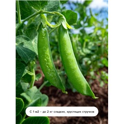 Семена Горох овощной «Детский» сахарный, раннеспелый, низкорослый, 10 г, «Евро-семена»