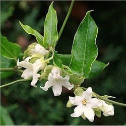 Araujia SERICIFERA (Арауджия)