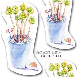 Открытка Sedum CORYNEPHYLLUM (Седум, Очиток)