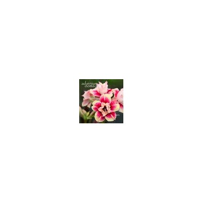 Adenium Obesum Double Flower STAR DUST