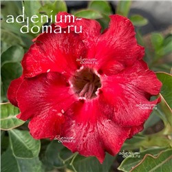 Adenium Obesum Double Flower RED FAIRY