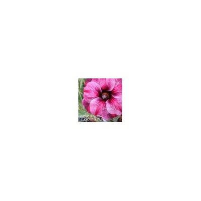 Adenium Obesum Double Flower NEW-87