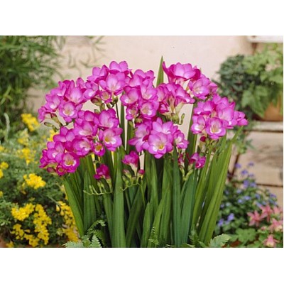 Фрезия махровая розовая "Freesia Pink" 10шт