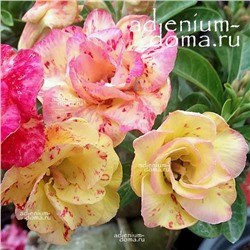 Adenium Obesum Double Flower FOUR SEASON