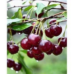 Саженцы Вишня Загарушка, арт.: 73182