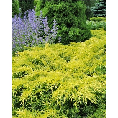 Саженцы Можжевельник средний Голд Стар, арт.: 75003