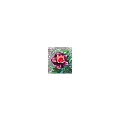 Adenium Obesum Double Flower TC-18