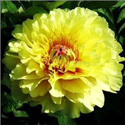 Пион Гарден треже, арт.: 14395