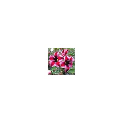Adenium Obesum Desert Rose GRAPE FAIRY