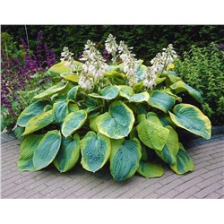 Корень Хоста Фрэнсиз Вилльямс, арт.: 75220