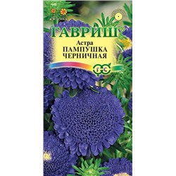 Астра Пампушка ЧЕРНИЧНАЯ