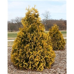 Саженцы Туя западная Санкист, арт.: 75006