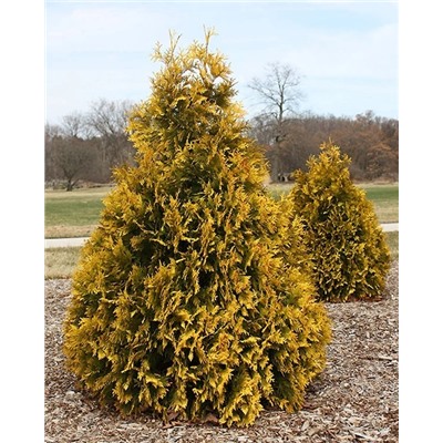 Саженцы Туя западная Санкист, арт.: 75006