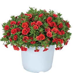 Набор махровых калибрахоа №2