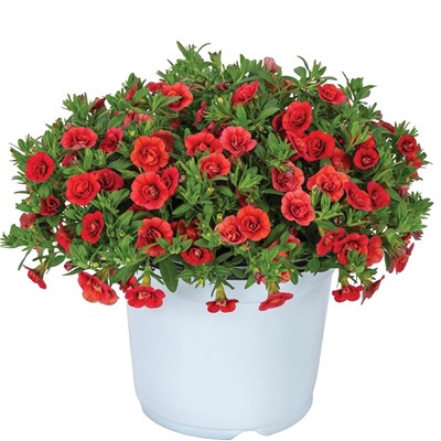 Набор махровых калибрахоа №2