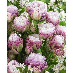 Луковицы Тюльпан махровый поздний Пегги Вандер, арт.: 69907