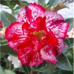 Adenium Obesum Double Flower NEW-27