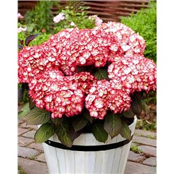Саженцы Гортензия крупнолистная Графиня Коссель, арт.: 74746