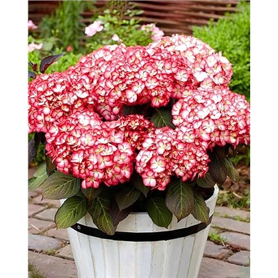 Саженцы Гортензия крупнолистная Графиня Коссель, арт.: 74746