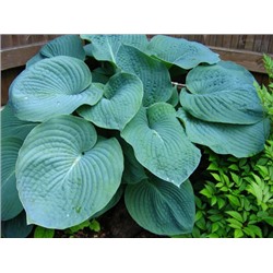 Хоста Elegans "Элеганс"